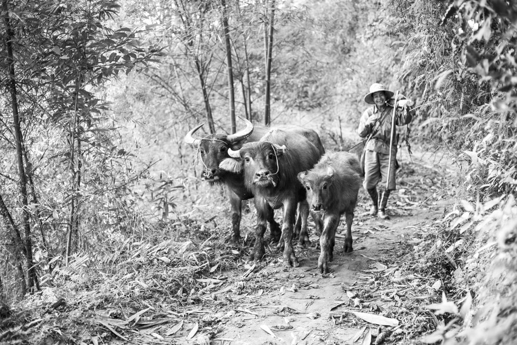 Black and white timeless travel photograph of water buffalo in Vietnam