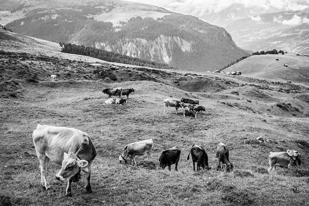 Photo of cows grazing in the Swiss Alps Medergen village