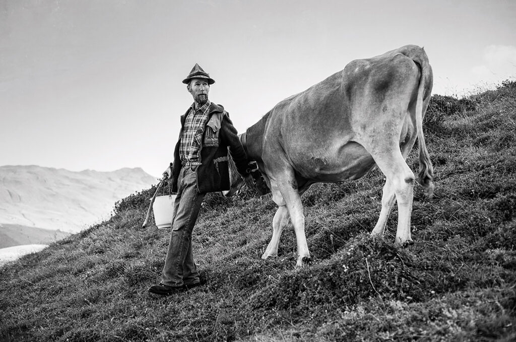Photo of an Italian man doing seasonal work with cattle in the Swiss Alps