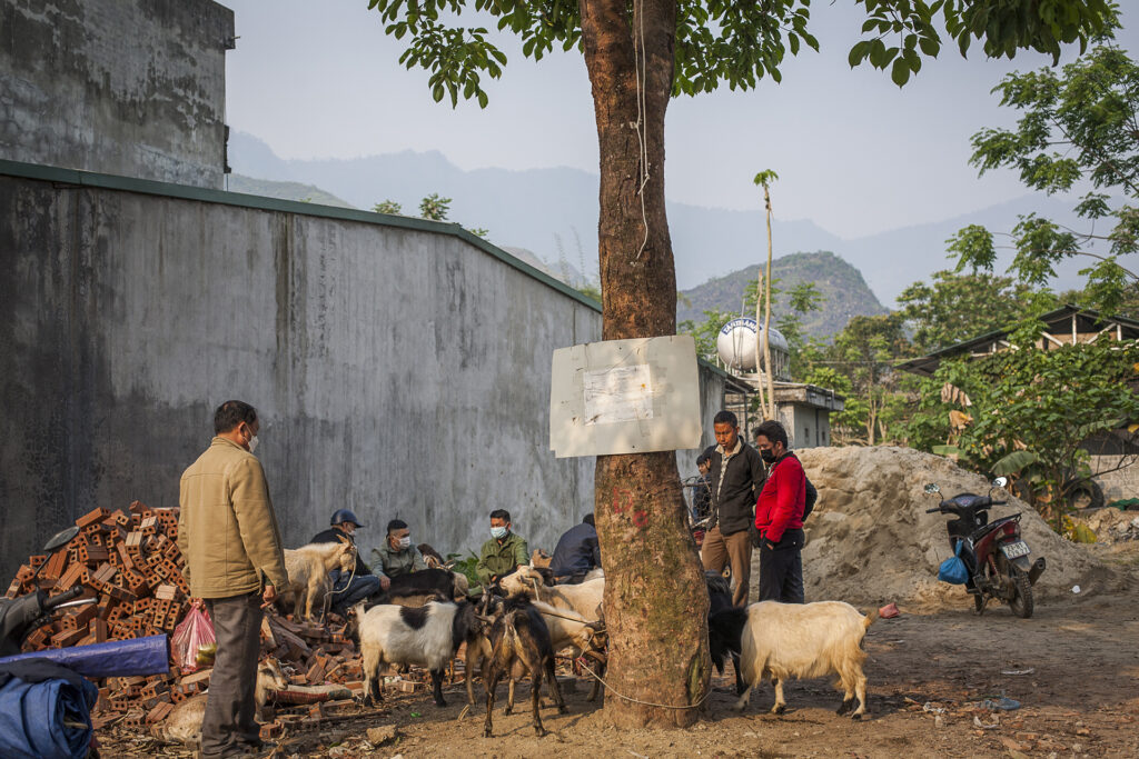Photo of goats at a Hmong market