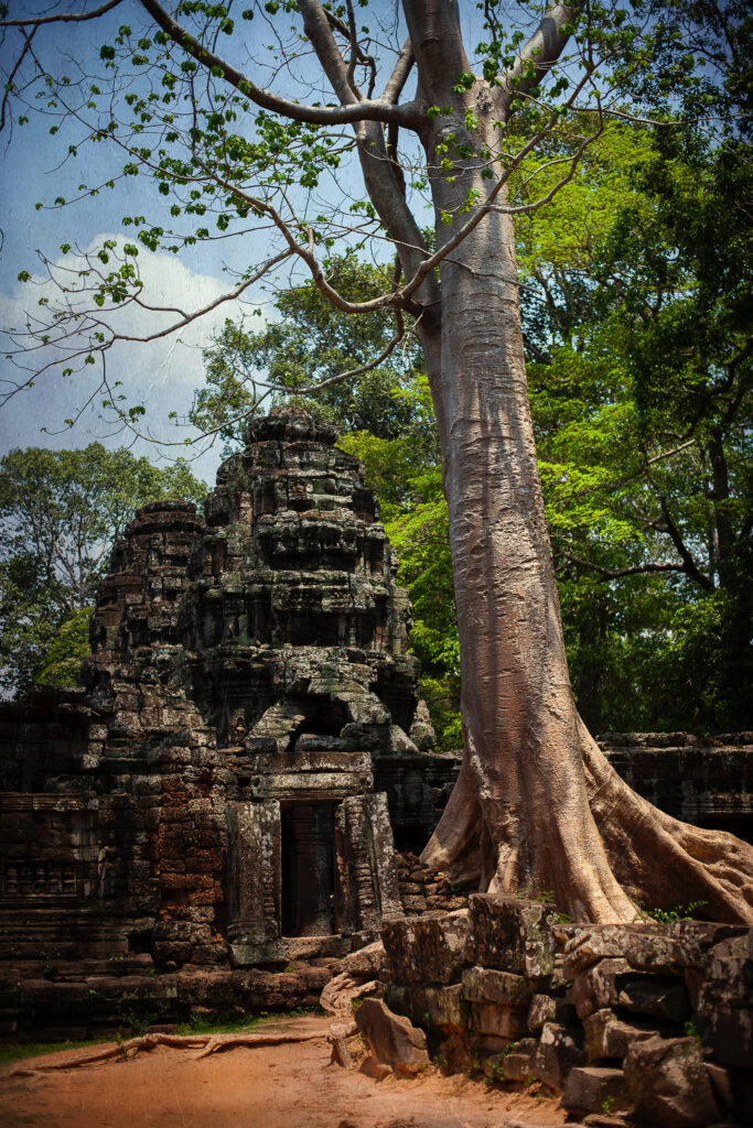 Ta Prohm tree, Angkor Wat