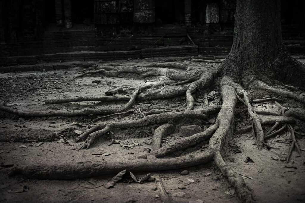 tree roots Angkor Wat
