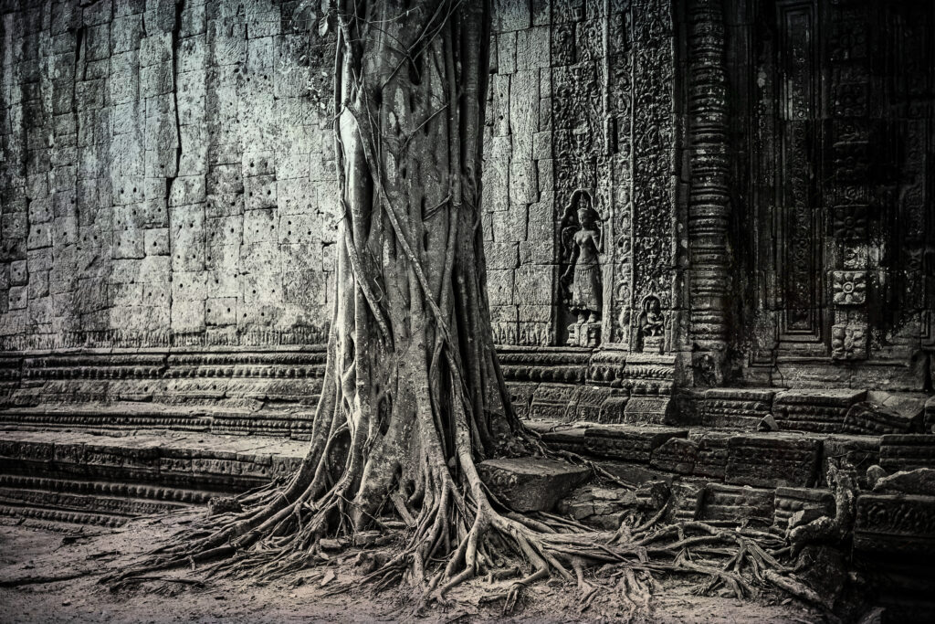 Tree at Angkor Wat